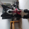 Fatu Dragos, Pet sitter in Benidorm