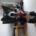 Fatu Dragos, Pet sitter in Benidorm
