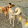 Carlos Diaz Manrique, Paseador de perros en Madrid