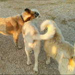 Carlos Diaz Manrique, Dog walker in Madrid