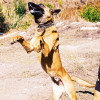 Francisco Javier Millan Garcia, Dog walker in Marbella