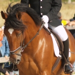David Gómez, Horse riding Instructor in Madrid