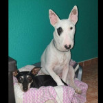 Laura Giraldo Castillo, Paseadora de perros en Albacete