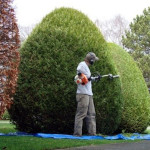 Antonio Cabello, Gardener in Écija