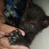 Nicoleta Huidiu, Pet sitter in Valdemoro