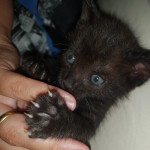 Nicoleta Huidiu, Pet sitter in Valdemoro