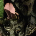 Marilú Ticlio, Geriatric assistant in Barcelona