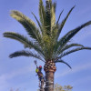 Jose Silva Leon, Gardener in Benacazón