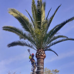 Jose Silva Leon, Gardener in Benacazón