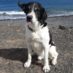 Ariadna Serra Garcia, Pet sitter in Antigüedad