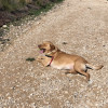 Yuliana Cabello, Pet sitter in Benidorm