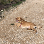Yuliana Cabello, Pet sitter in Benidorm