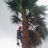 Pucho Morales, Gardener in Cádiz