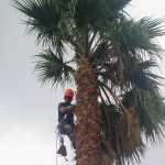 Pucho Morales, Gardener in Cádiz