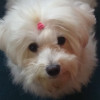 Jose Manuel Lopez, Canine hairdresser in Murcia