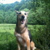 Lillian Brassil, Pet sitter in Mieres