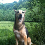 Lillian Brassil, Pet sitter in Mieres