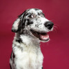Lillian Brassil, Dog walker in Mieres