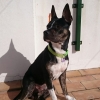 David Corbacho, Pet sitter in San Fernando