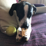 Sandra Avellaneda Soriano, Pet sitter in Ibiza