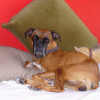 Sara Breton, Pet sitter in Calafell