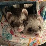 Tatiana González, Cuidadora de mascotes a Zaragoza