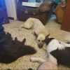 Antonio Diaz Graña, Dog trainer in Ferrol