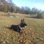 Marco Antonio Boza, Dog trainer in Sevilla