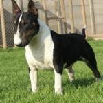 Enrique Chantrel, Dog walker in Manises