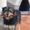 Iván Bádenas Garcia, Pet sitter in El Vendrell