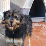 Iván Bádenas Garcia, Pet sitter in El Vendrell