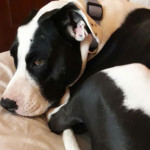 Imma Torra, Dog walker in Altea