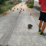 Javier Lb, Pet sitter in Pamplona