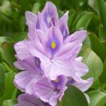 Soledad Dunaire, Psicoterapeuta a Bilbao