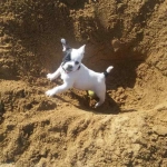 Jose Alonso Silva Sanchez, Pet sitter in Gijón