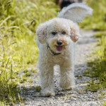 Noemi Gi, Dog walker in Torrevieja