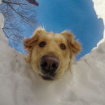 Irene Alvarez, Perruquera canina a Santiago de Compostela