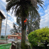 Cristiano Boscornea, Gardener in Abadiño