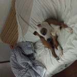 Ana Belén Pavón García, Pet sitter in Cazorla