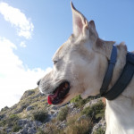 Jordi Benito, Dog walker in Alcoy