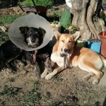 Jou Dit, Pet sitter in Palma