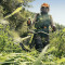 Redia Multiservicios, Gardener in Oviedo