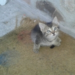 Samantha Escudero, Pet sitter in Rozas de Puerto Real