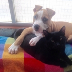 Alexis Arias trillo, Cuidador de mascotes a Mataró