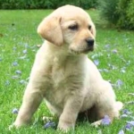 Laura Soria Campos, Pet sitter in Torremolinos