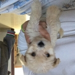 Lorenzo Palma Quero, Pet sitter in Málaga