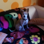 Regina Soberon, Pet sitter in El Astillero