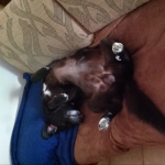 Marijo Oliva Sanchez, Pet sitter in Pamplona