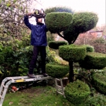 Francisco Mancilla Franco, Gardener in Jerez de la Frontera