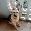 Loreto Pascual Palacín, Pet sitter in Valladolid